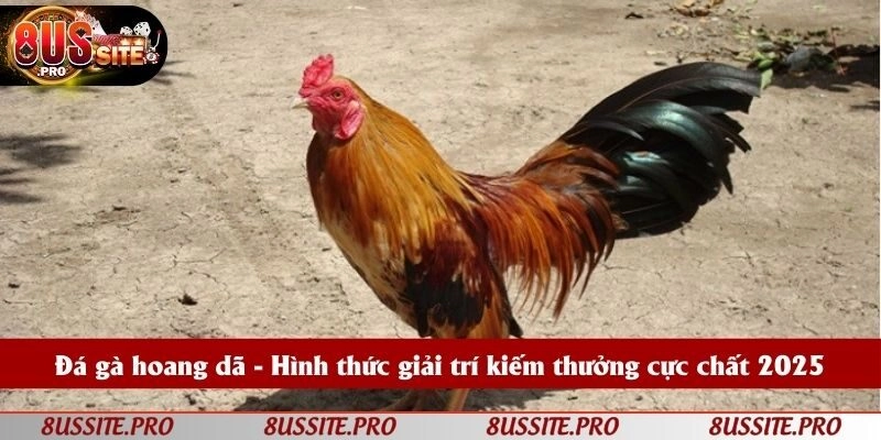 Đá gà hoang dã